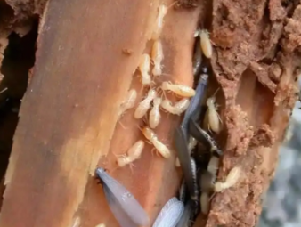 道真仡白蚁防治公司分享老旧房屋白蚁高发原因及专项防治方案
